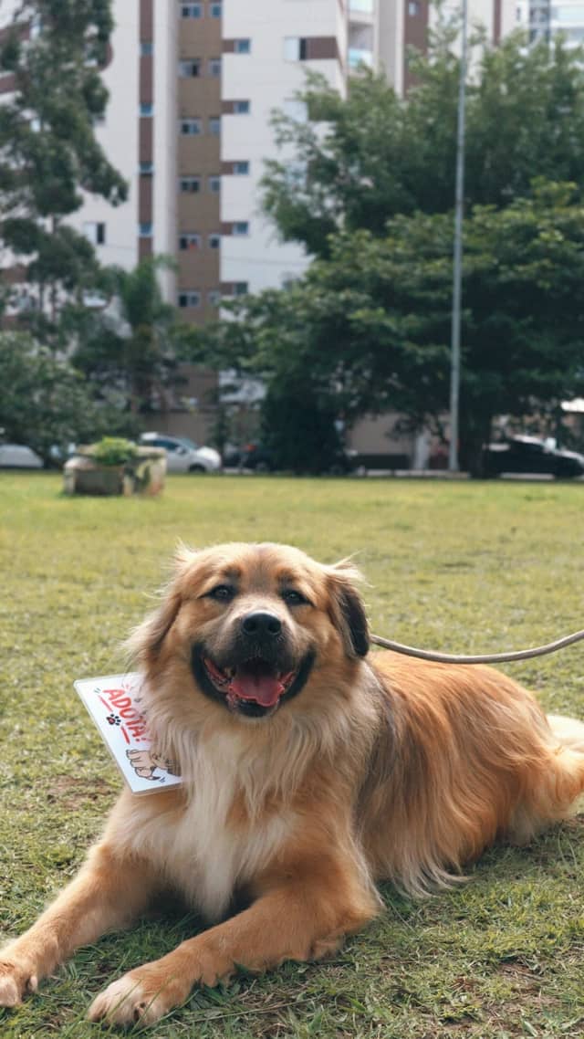 Mogi das Cruzes Urban Park - Image 1