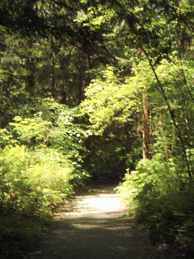 Osprey Park Forest Trail - Image 1