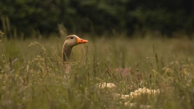 Agra-Park Meadows - Image 1