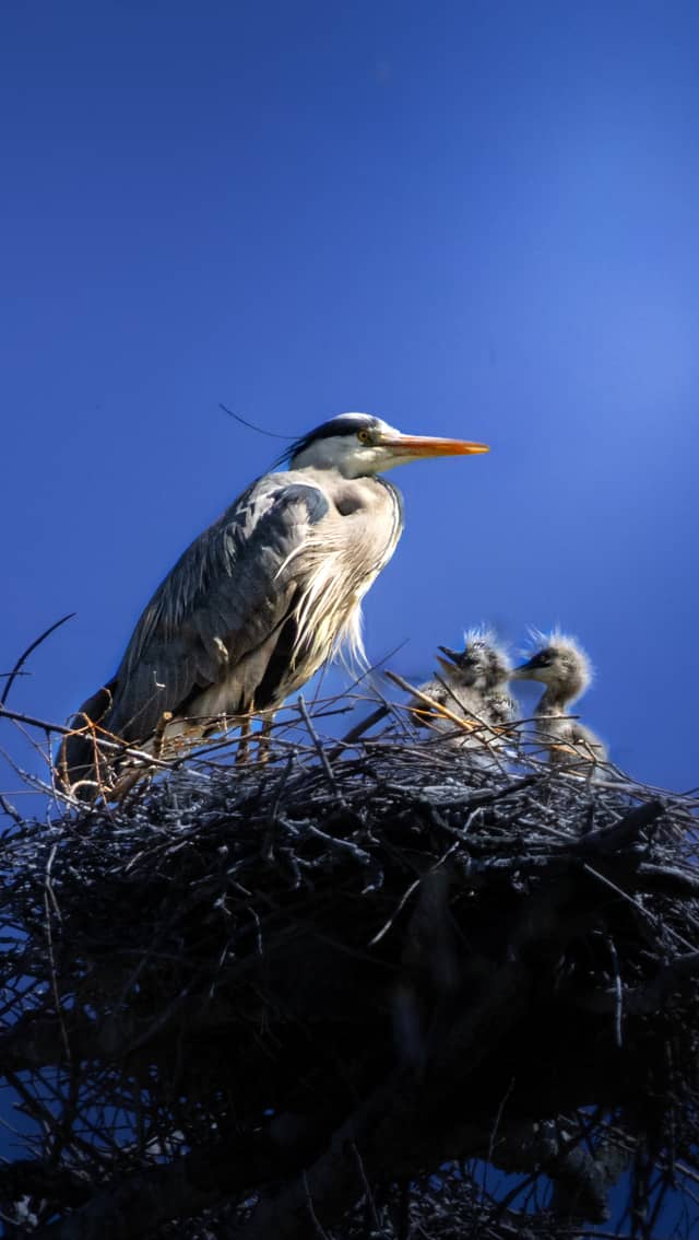 Grey Heron Nesting Site, Clara-Zetkin-Park - Image 1