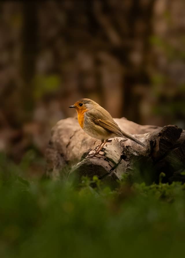 Agra-Park Markkleeberg - Image 1