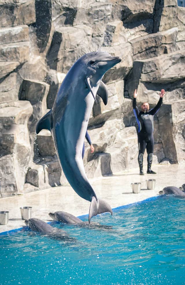 Batumi Dolphinarium - Image 1