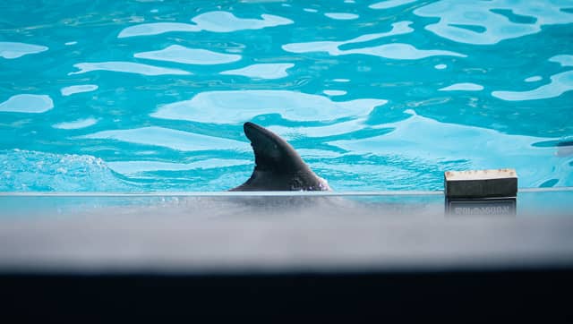Batumi Dolphinarium - Image 1