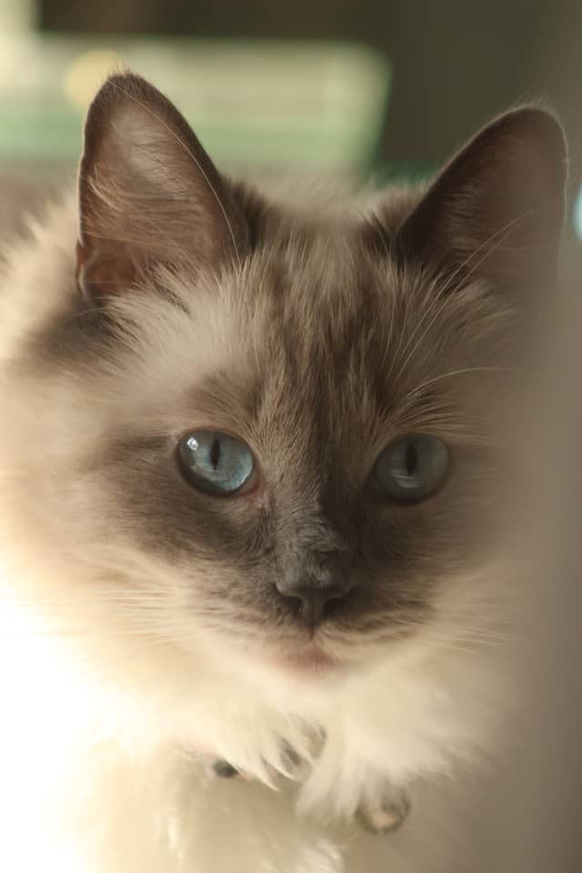 Willenhall Pet Portrait Spot - Image 1