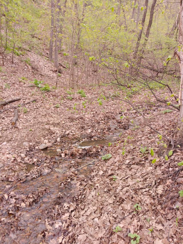 Smakovo Forest Stream - Image 1