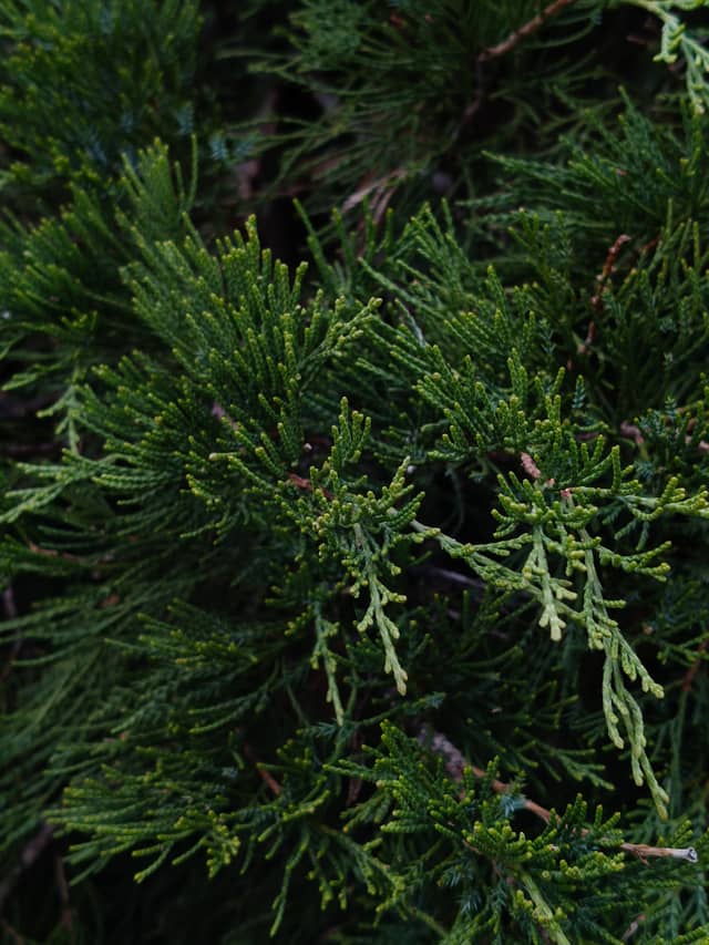 Bashkortostan Evergreen Foliage - Image 1