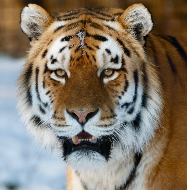 Odense Zoo - Image 1