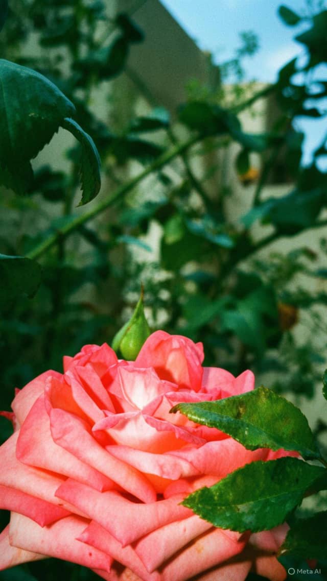 Sfax Garden Bloom - Image 1