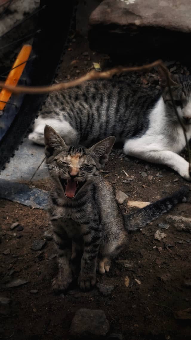 Street Cats of Nagpur - Image 1