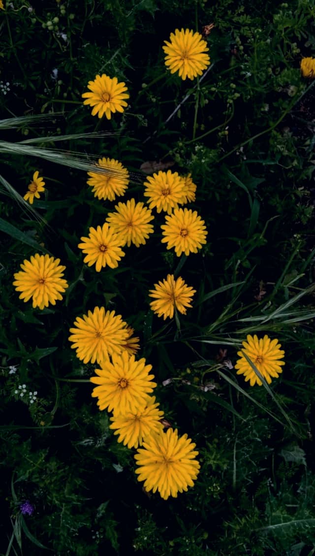 Bougaa Wildflower Meadow - Image 1