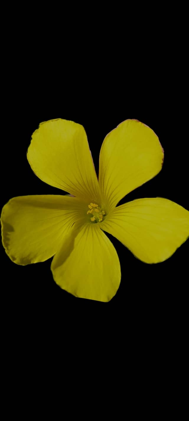 Yellow Flower Macro - Image 1
