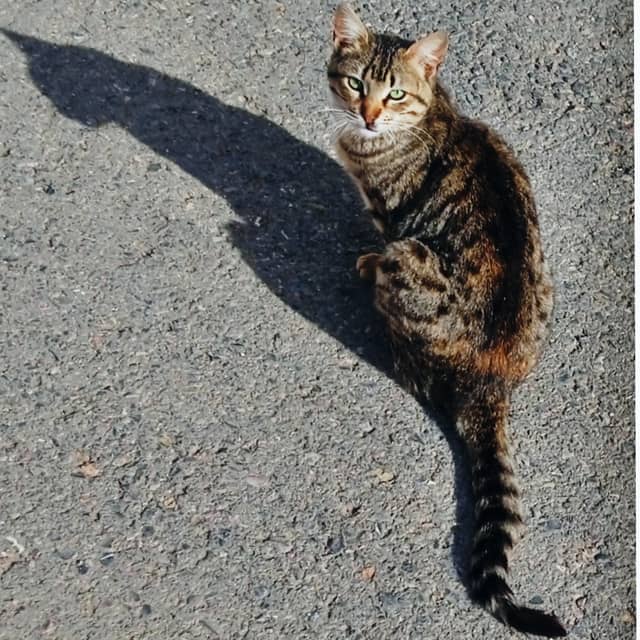 Bougaa Street Cat - Image 1