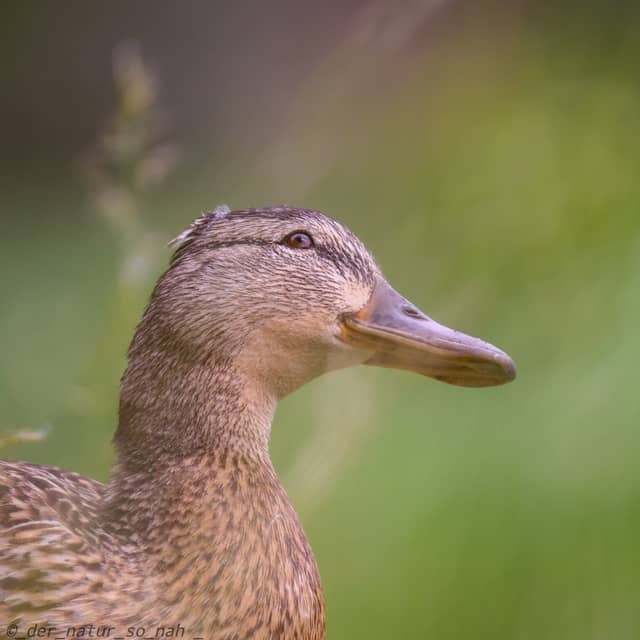 Flickschupark Burg - Image 1