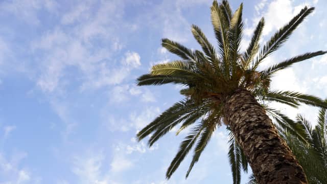 Miaouli Square Palm Trees - Image 1