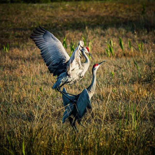 Spring Hill Sandhill Crane Field - Image 1