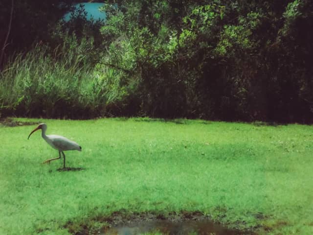 Atlantic Beach Coastal Grounds - Image 1