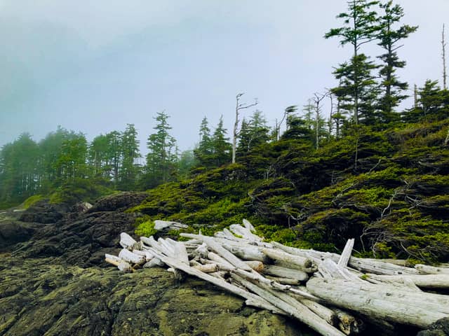 Vancouver Island Coastal Shoreline - Image 1