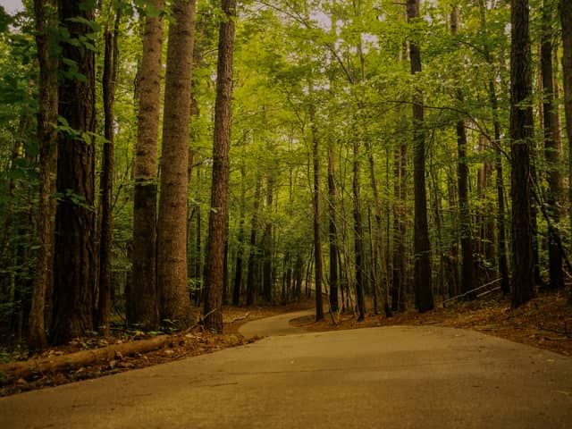 Summit Point Woodland Path - Image 1