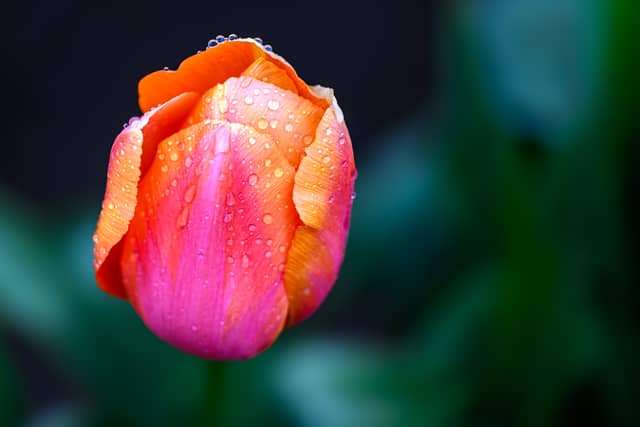 Wooden Shoe Tulip Farm - Image 1