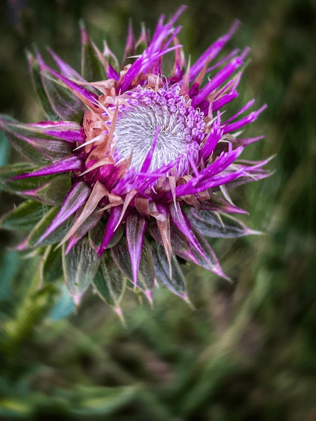 Banner Road Wildflower Fields - Image 1