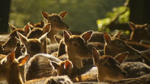Wildgehege Süggel - Image 1