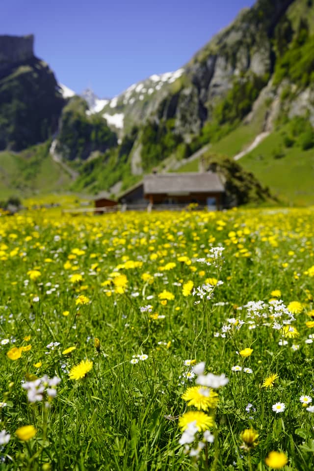 Seealpsee Alpine Meadow - Image 1