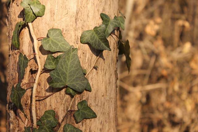Torre Boldone Woodland Detail - Image 1