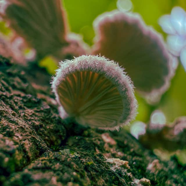 Lehigh Acres Woodland Macro Spot - Image 2