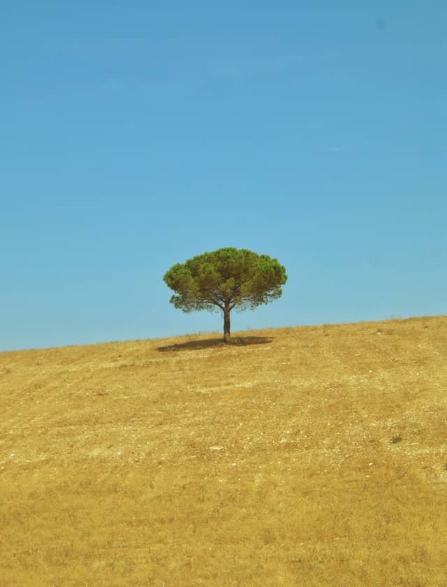 Lone Stone Pine of Bisceglie - Image 1