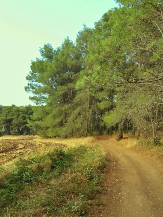 Bari Countryside Pine Forest - Image 1