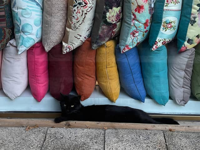 Tehran Shop Window Cat - Image 1
