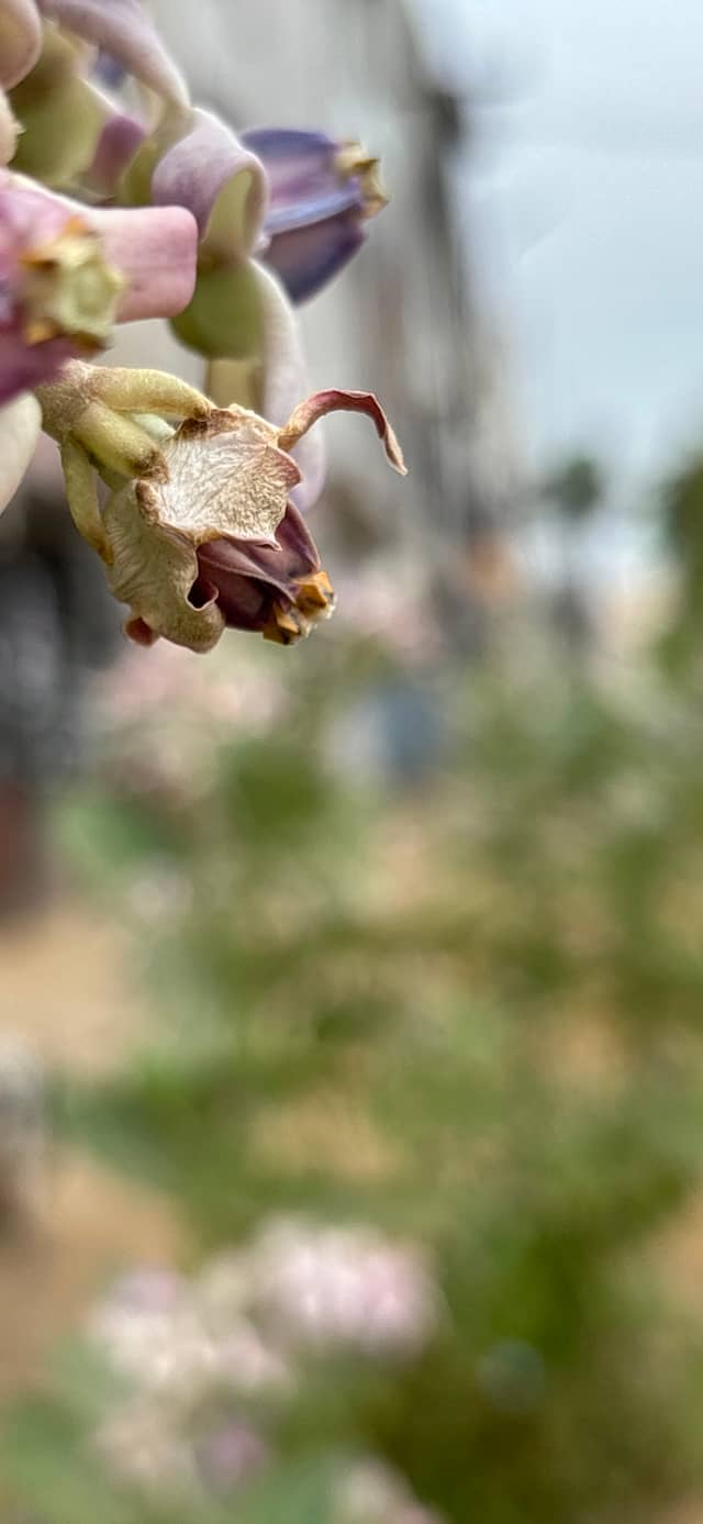 Thirukural Street Flora - Image 1