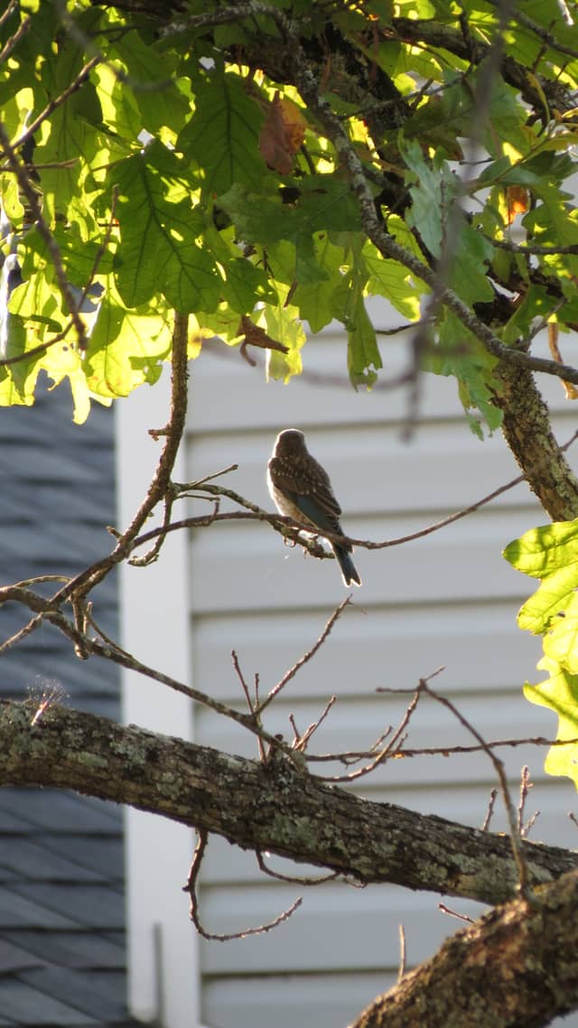 Forsyth Residential Nature Spot - Image 1