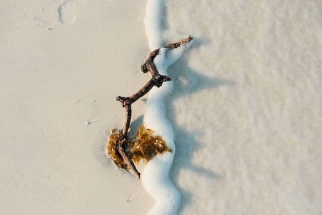 Sarasota Bayfront Shoreline - Image 1