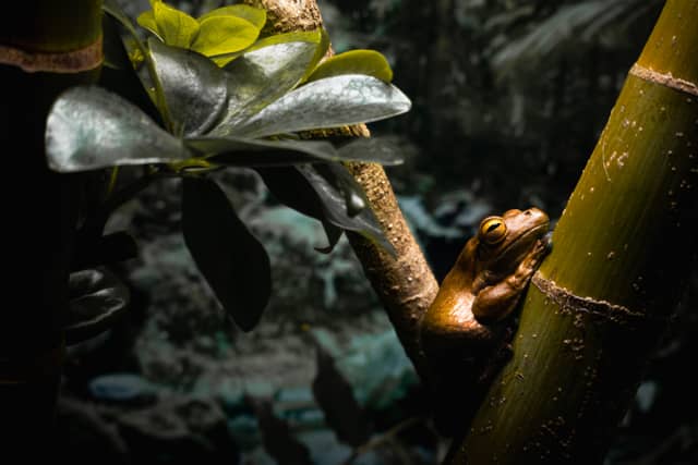 Tropical Frog Exhibit - Image 1