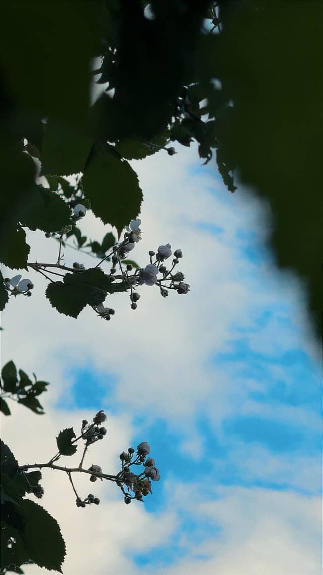 Sullivan Park Nature Trail - Image 1