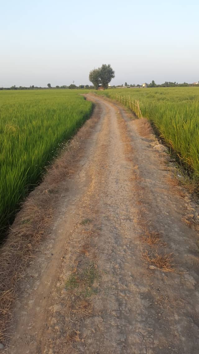 Simorgh Rice Paddies - Image 1