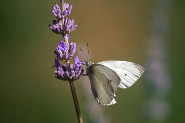 Craponne-sur-Arzon Lavender Garden - Image 1