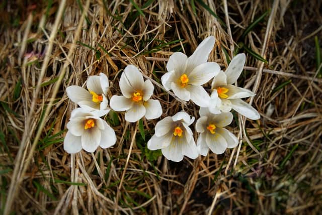 Sonogno Alpine Meadows - Image 1