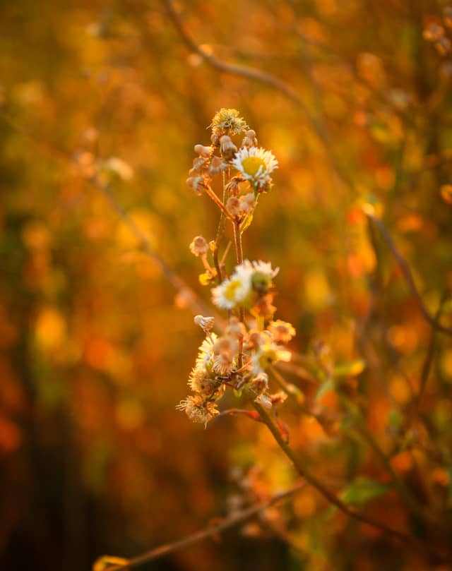 Apoldu de Jos Wildflower Fields - Image 1