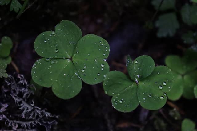 Ružomberok Forest Floor - Image 1
