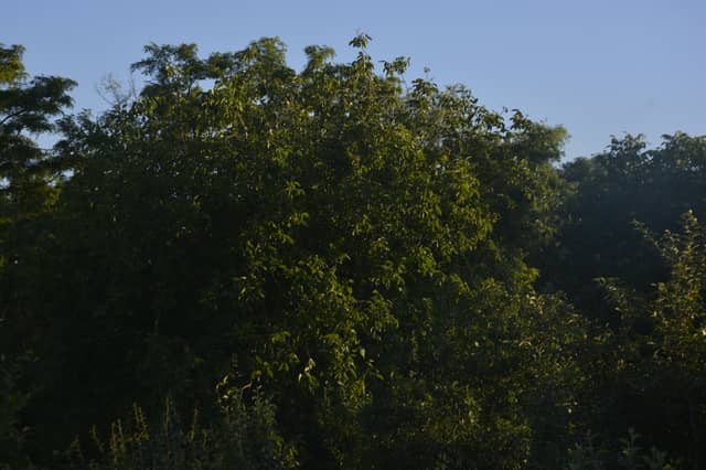 Huși Garden Greenery - Image 1