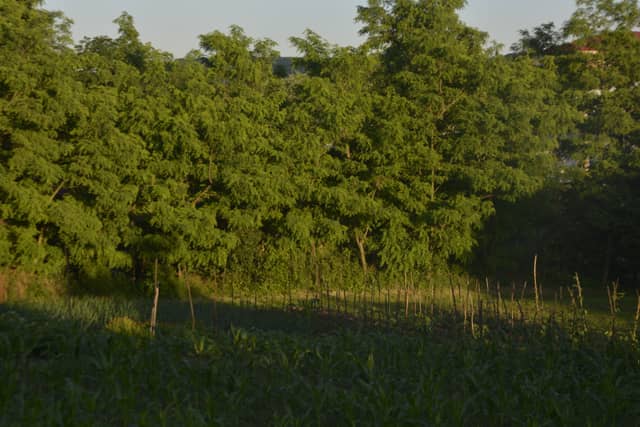 Huși Countryside Overlook - Image 1
