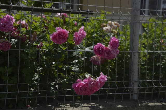 Huși Garden Roses - Image 1