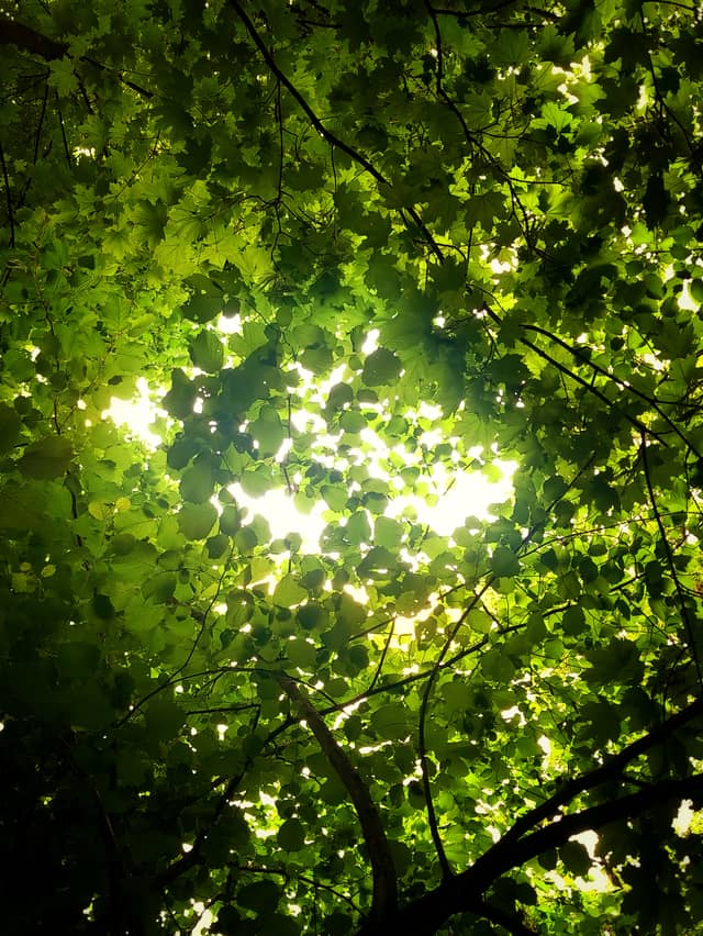 Bohemian Paradise Forest Canopy - Image 1