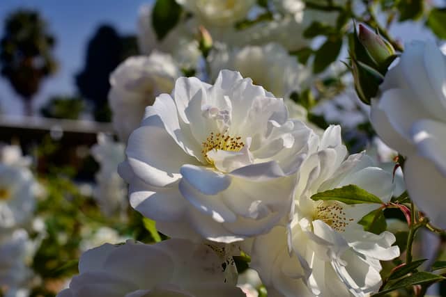 Benoni Rose Garden - Image 1