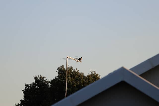 Benoni Suburban Birding - Image 1