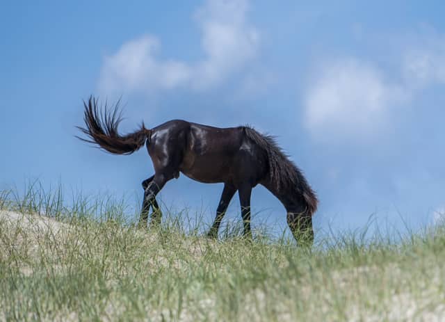 Corolla Wild Horses - Image 1