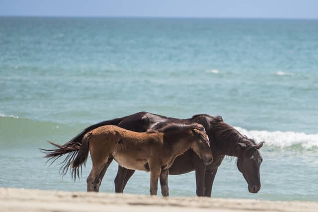 Corolla Wild Horse Beach - Image 1