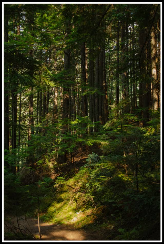 Nakusp Hot Springs Forest Trails - Image 1